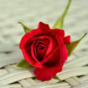 Meet your Posher, Imanne